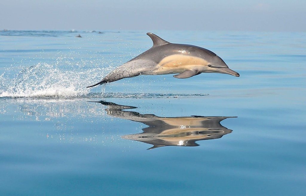 Sunrise Dolphin Watching Boat Tour in Mallorca