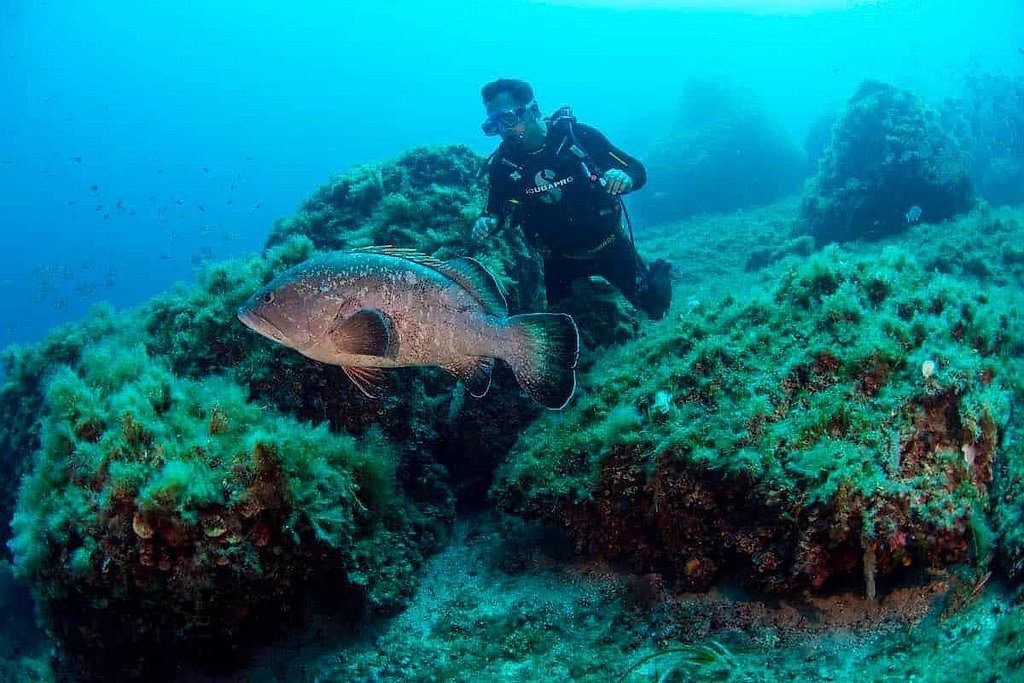 Southwest Mallorca Diving with Certified and Beginner Options
