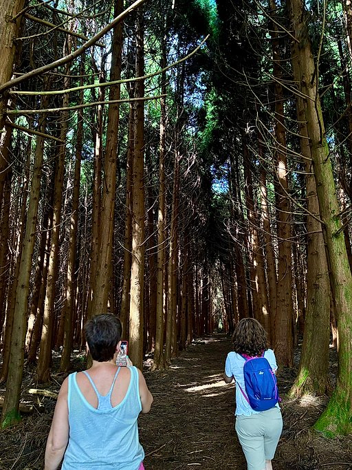 Terceira Island Whale Watching and Jeep Tour